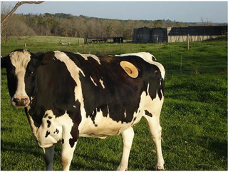 Illustration for article titled Stick Your Arm Inside A Cow's Stomach. No, Seriously